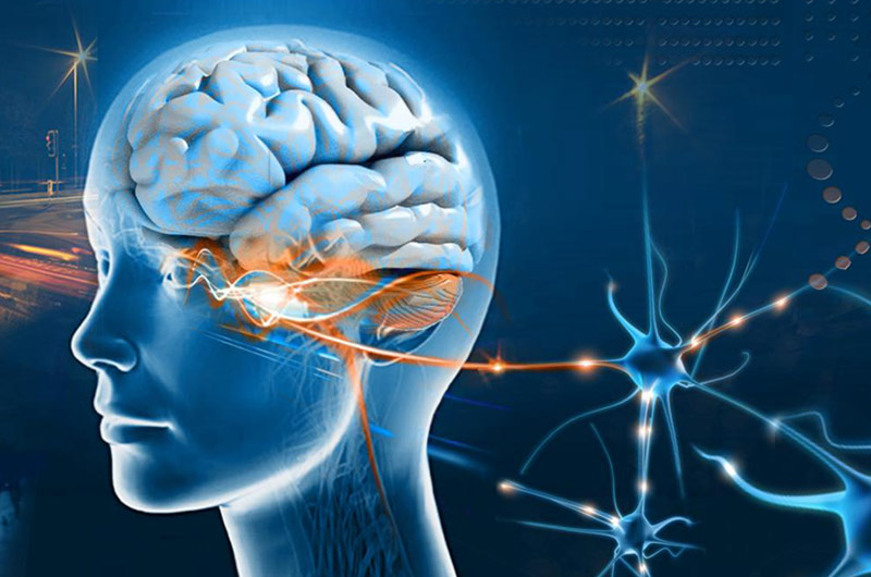 Глаза а мозг видит. EMDR мозг. Поступление информации в мозг. Зрение и мозг.